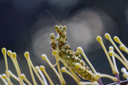Mantis is an animal that has many types, depending on where it lives, some are large, some are very small, the mantis species are usually quite tame.の写真素材