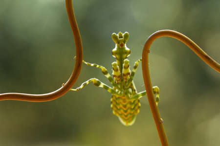 Mantis is an animal that has many types, depending on where it lives, some are large, some are very...
