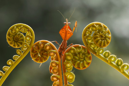 Mantis is an animal that has many types, depending on where it lives, some are large, some are very...