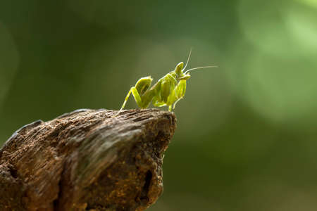 Mantis is an animal that has many types, depending on where it lives, some are large, some are very...