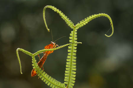 Mantis is an animal that has many types, depending on where it lives, some are large, some are very small, the mantis species are usually quite tame.の写真素材