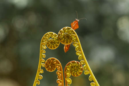 Mantis is an animal that has many types, depending on where it lives, some are large, some are very...