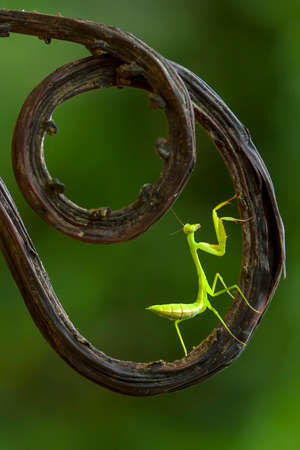 Mantis is an animal that has many types, depending on where it lives, some are large, some are very small, the mantis species are usually quite tame.の写真素材