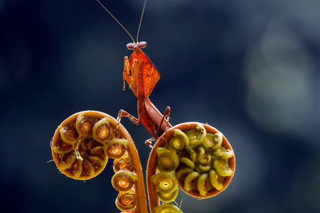 Mantis is an animal that has many types, depending on where it lives, some are large, some are very small, the mantis species are usually quite tame.の写真素材