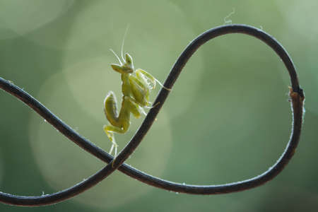 Mantis is an animal that has many types, depending on where it lives, some are large, some are very...