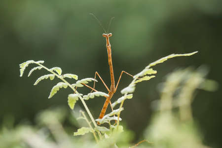 Mantis is an animal that has many types, depending on where it lives, some are large, some are very...