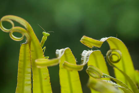 Mantis is an animal that has many types, depending on where it lives, some are large, some are very...