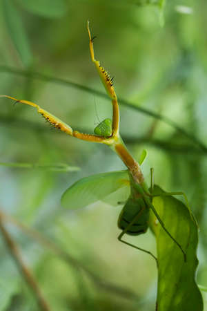 Mantis is an animal that has many types, depending on where it lives, some are large, some are very...