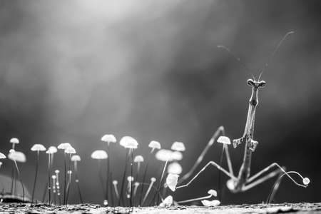 Mantis is an animal that has many types, depending on where it lives, some are large, some are very small, the mantis species are usually quite tame.の写真素材