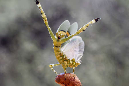 Mantis is an animal that has many types, depending on where it lives, some are large, some are very...