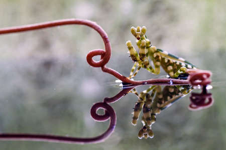 Mantis is an animal that has many types, depending on where it lives, some are large, some are very...
