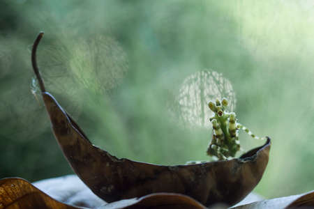 Mantis is an animal that has many types, depending on where it lives, some are large, some are very...