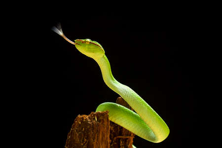 This snake is a very dangerous type of Viper (Tropidolaemus subannulatus), its body is small but has...