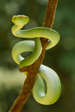 This snake is a very dangerous type of Viper (Tropidolaemus subannulatus), its body is small but has a very deadly poison. The male has a green color and is spotted on his body, aggressive at night.の写真素材