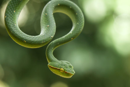 This snake is a very dangerous type of Viper (Tropidolaemus subannulatus), its body is small but has...
