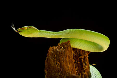 This snake is a very dangerous type of Viper (Tropidolaemus subannulatus), its body is small but has a very deadly poison. The male has a green color and is spotted on his body, aggressive at night.の写真素材