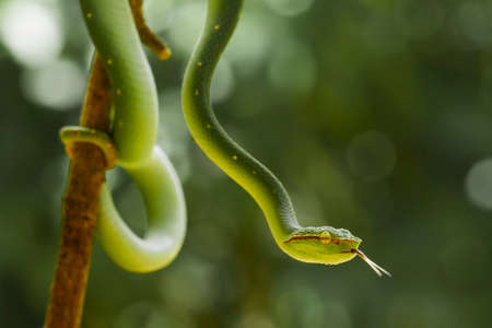This snake is a very dangerous type of Viper (Tropidolaemus subannulatus), its body is small but has a very deadly poison. The male has a green color and is spotted on his body, aggressive at night.の写真素材