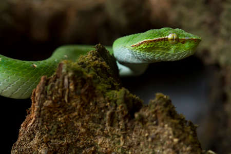 This snake is a very dangerous type of Viper (Tropidolaemus subannulatus), its body is small but has a very deadly poison. The male has a green color and is spotted on his body, aggressive at night.の写真素材
