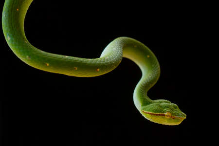 This snake is a very dangerous type of Viper (Tropidolaemus subannulatus), its body is small but has a very deadly poison. The male has a green color and is spotted on his body, aggressive at night.の写真素材