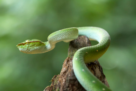 This snake is a very dangerous type of Viper (Tropidolaemus subannulatus), its body is small but has a very deadly poison. The male has a green color and is spotted on his body, aggressive at night.の写真素材