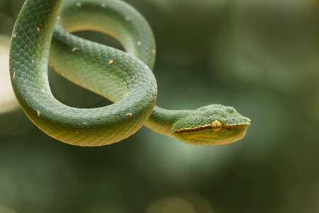 This snake is a very dangerous type of Viper (Tropidolaemus subannulatus), its body is small but has...