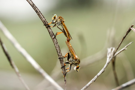 Insects are small animals that are very useful in addition to adding to the splendor of the...
