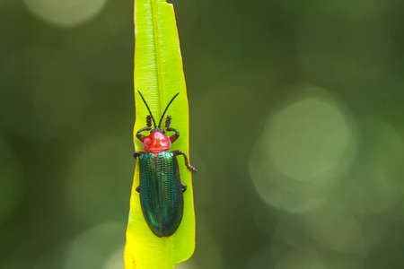 Insects are small animals that are very useful in addition to adding to the splendor of the...