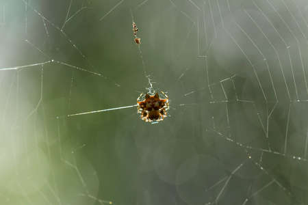 Insects are small animals that are very useful in addition to adding to the splendor of the...