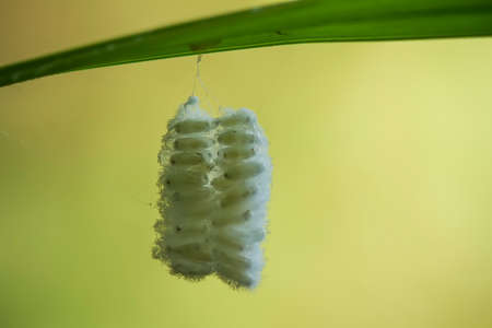 Insects are small animals that are very useful in addition to adding to the splendor of the environment, they also function to help pollinate plants, there are many types of insects that are beautifulの写真素材