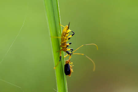 Insects are small animals that are very useful in addition to adding to the splendor of the...