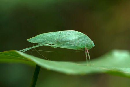 Insects are small animals that are very useful in addition to adding to the splendor of the environment, they also function to help pollinate plants, there are many types of insects that are beautifulの写真素材