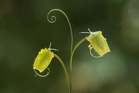 Insects are small animals that are very useful in addition to adding to the splendor of the...