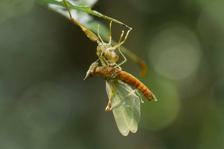Insects are small animals that are very useful in addition to adding to the splendor of the environment, they also function to help pollinate plants, there are many types of insects that are beautifulの写真素材
