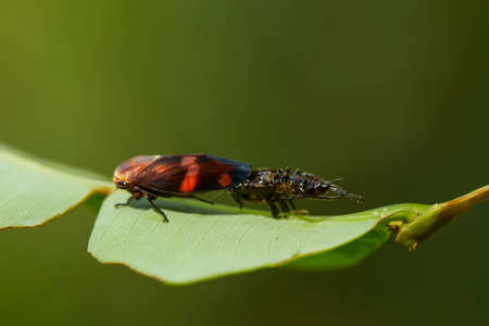 Insects are small animals that are very useful in addition to adding to the splendor of the...