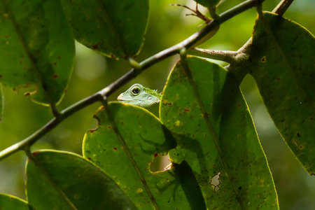 Insects are small animals that are very useful in addition to adding to the splendor of the...