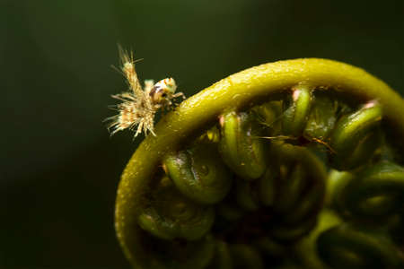 Insects are small animals that are very useful in addition to adding to the splendor of the...