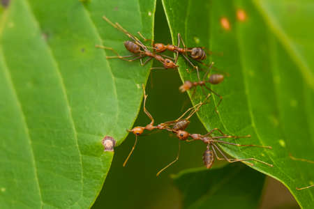 Insects are small animals that are very useful in addition to adding to the splendor of the environment, they also function to help pollinate plants, there are many types of insects that are beautifulの写真素材