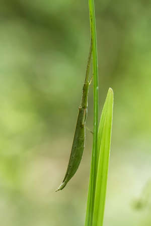 Insects are small animals that are very useful in addition to adding to the splendor of the...