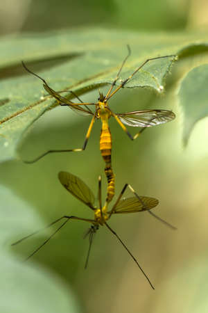 Insects are small animals that are very useful in addition to adding to the splendor of the environment, they also function to help pollinate plants, there are many types of insects that are beautifulの写真素材