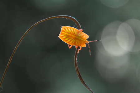 Insects are small animals that are very useful in addition to adding to the splendor of the environment, they also function to help pollinate plants, there are many types of insects that are beautifulの写真素材