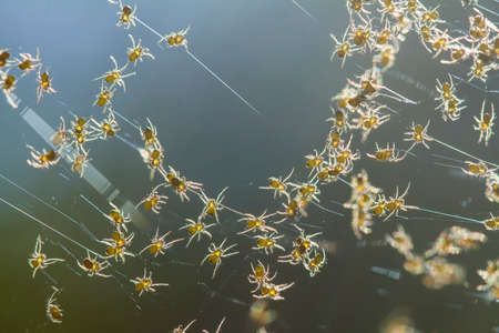Insects are small animals that are very useful in addition to adding to the splendor of the...