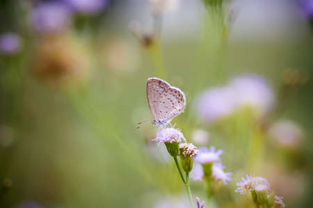 This beautiful and elegant butterfly is a change from a pretty scary caterpillar, it takes a few...