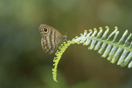 This beautiful and elegant butterfly is a change from a pretty scary caterpillar, it takes a few...