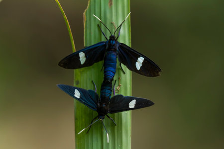 This beautiful and elegant butterfly is a change from a pretty scary caterpillar, it takes a few days to process a caterpillar that was initially so frightening into a beautiful butterfly.の写真素材