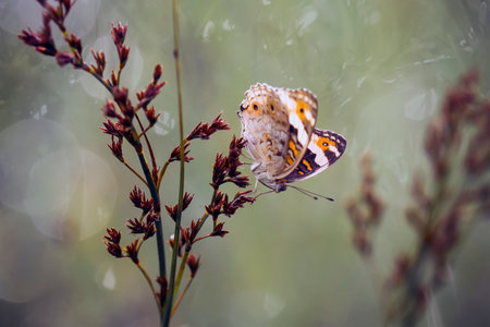 This beautiful and elegant butterfly is a change from a pretty scary caterpillar, it takes a few days to process a caterpillar that was initially so frightening into a beautiful butterfly.の写真素材