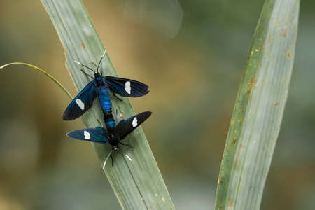 This beautiful and elegant butterfly is a change from a pretty scary caterpillar, it takes a few days to process a caterpillar that was initially so frightening into a beautiful butterfly.の写真素材