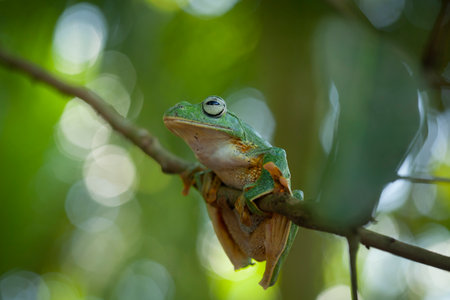 European tree frog (Hyla arborea) resting on a branchの写真素材