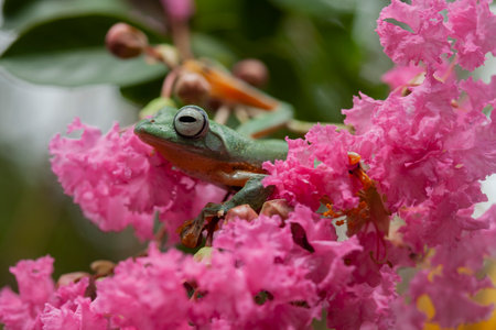 A Green Tree Frog (Agalychnis callidryas) on a pink flower.