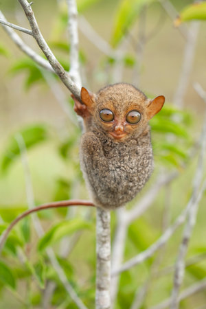 Tarsier on a tree in the Borneo Islandの写真素材