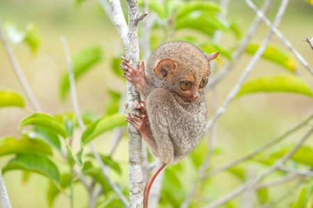 Little tarsier (Tarsier montanus) on treeの写真素材